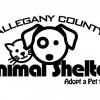 animal shelter animal shelter