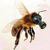 bee pesticides