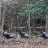 Wild Turkeys