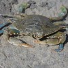 BLUE CRAB