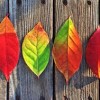 fall leaves