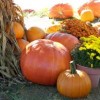 fall pumpkins