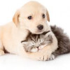Pets