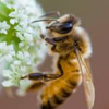 honeybee