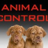 animal control